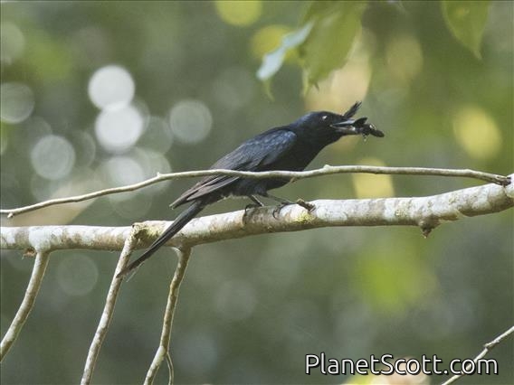 Crested Drongo (Dicrurus forficatus)