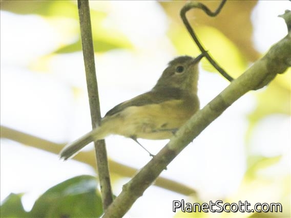 Cryptic Warbler (Cryptosylvicola randrianasoloi)