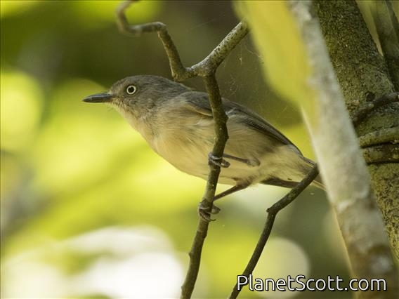 Common Newtonia (Newtonia brunneicauda)