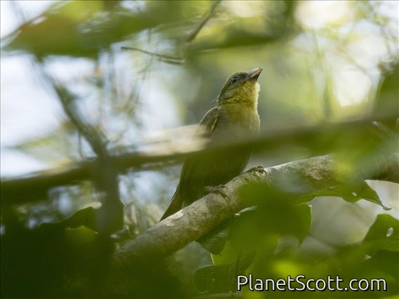 Nelicourvi Weaver (Ploceus nelicourvi) - Female