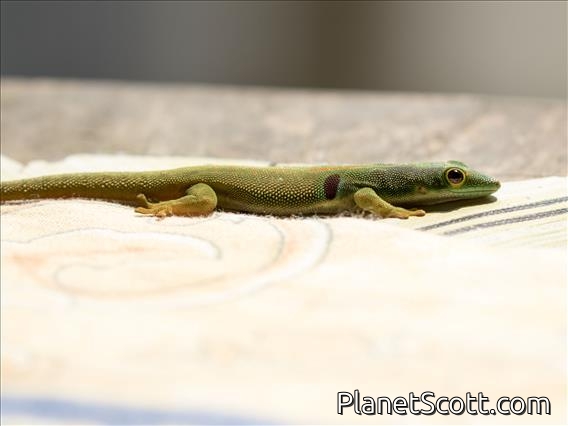 Peacock Day Gecko (Phelsuma quadriocellata)