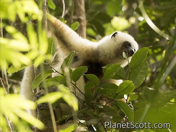 Silky Sifaka (Propithecus candidus)