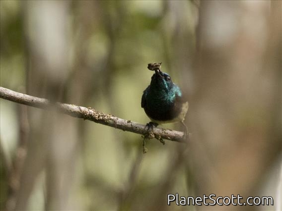 Souimanga Sunbird (Cinnyris sovimanga)