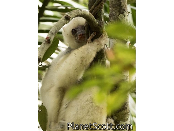 Silky Sifaka (Propithecus candidus)