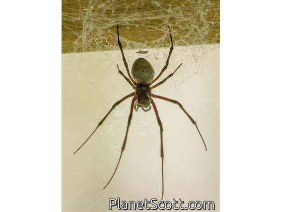 Madagascar Giant Spider (Nephilingis livida)
