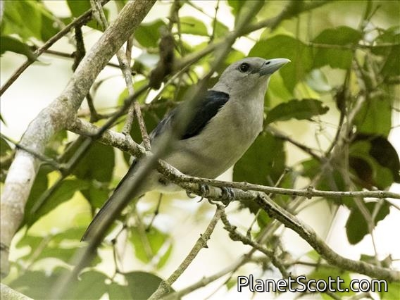 White-headed Vanga (Artamella viridis) - Female