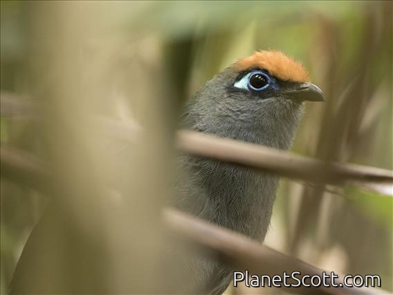 Red-fronted Coua (Coua reynaudii)