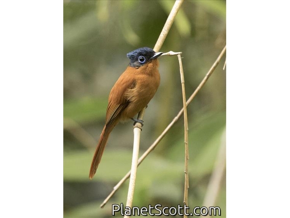Malagasy Paradise-Flycatcher (Terpsiphone mutata)