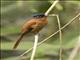 Madagascar Paradise-Flycatcher (Terpsiphone mutata)