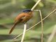Malagasy Paradise-Flycatcher (Terpsiphone mutata)