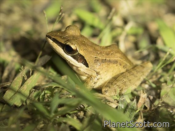 Madagascar Frog (Gephyromantis granulatus)