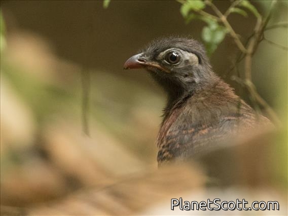 Red-breasted Coua (Coua serriana)