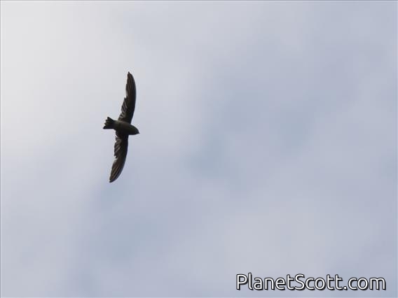 Madagascar Spinetail (Zoonavena grandidieri)