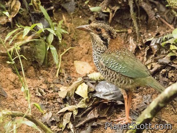 Scaly Ground-Roller (Brachypteracias squamiger)