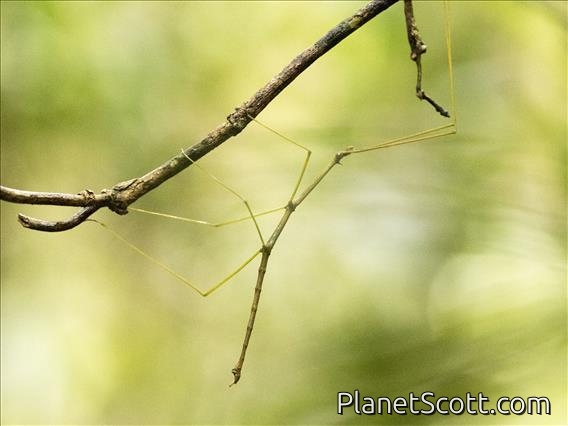 Madagascar Walking Stick (ggn ssp)