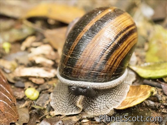 Madagascar Land Snail (Helicophanta magnifica)