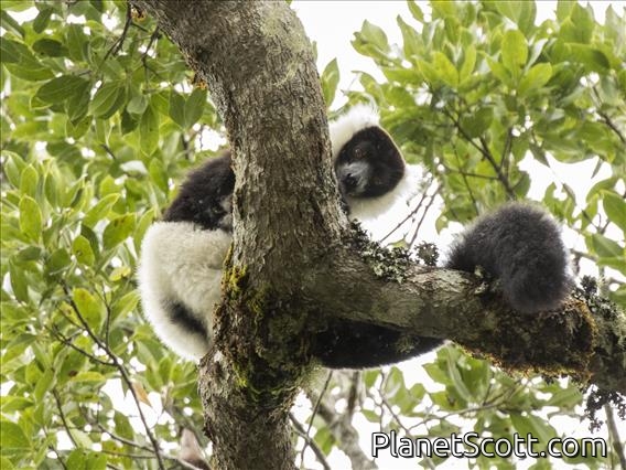 Black-and-white Ruffed Lemur (Varecia variegata)