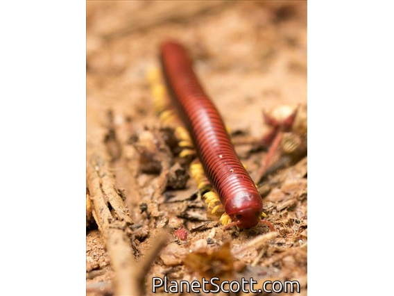Andisibe Giant Pill-millipede (Aphistogoniulus sakalava)