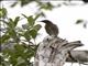Madagascar Starling (Hartlaubius auratus)