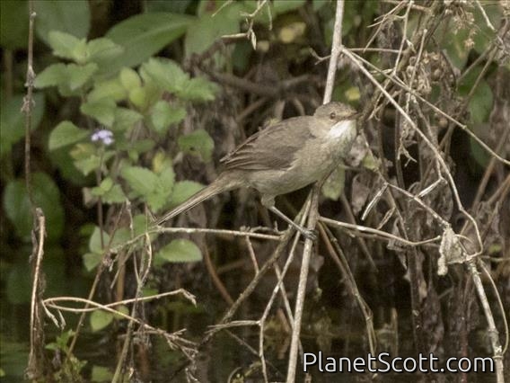 Madagascar Swamp-Warbler (Acrocephalus newtoni)