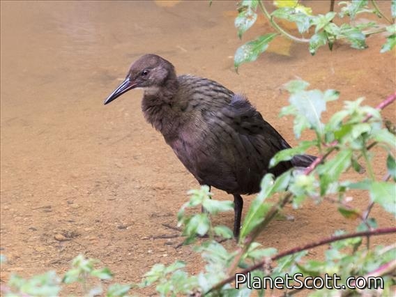 White-throated Rail (Dryolimnas cuvieri)