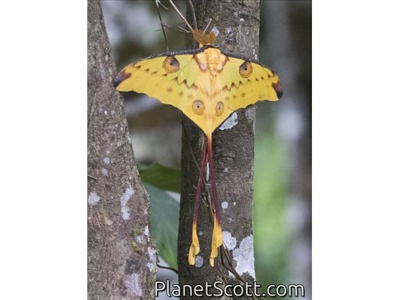 Madagascar Moon Moth (Argema mittrei)