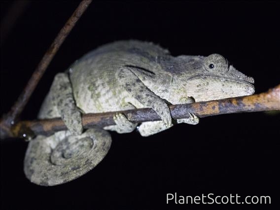 Elephant-eared Chameleon (Calumma brevicorne)