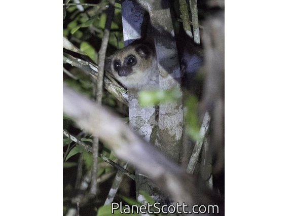 Fat-tailed Dwarf Lemur (Cheirogaleus medius)