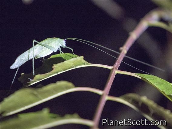 Long-antennaed Katydid (Tettigoniidae ssp)