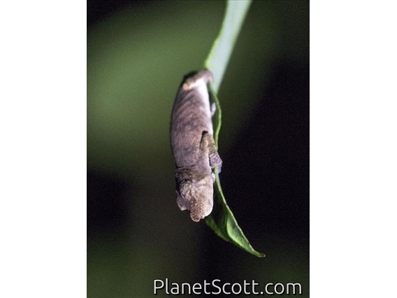 Nose-horned Chameleon (Calumma nasutum)