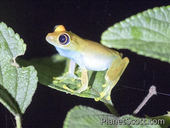 Green Bright-eyed Frog (Boophis viridis)