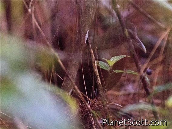 Madagascar Wood-Rail (Canirallus kioloides)