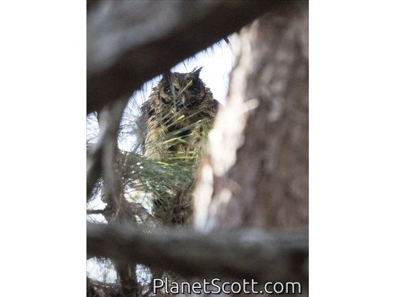 Madagascar Owl (Asio madagascariensis)
