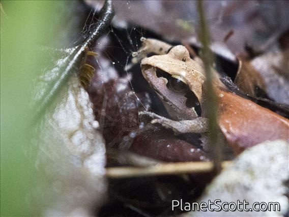 Madagascar Jumping Frog (Aglyptodoctylus madagascariensis)
