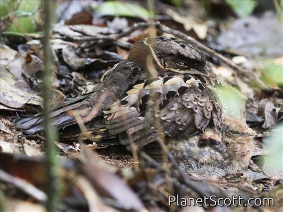 Collared Nightjar (Gactornis enarratus)