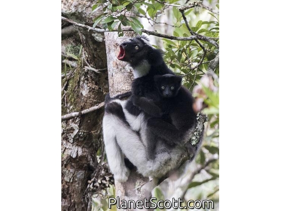 Indri (Indri indri)