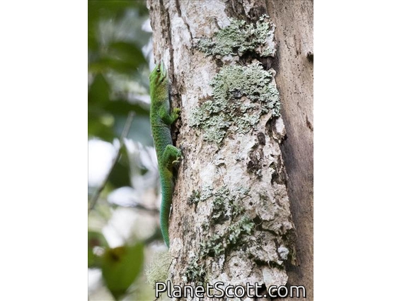 Madagascar Day Gecko (Phelsuma madagascariensis)