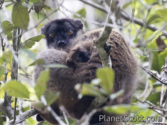 Brown Lemur (Eulemur fulvus)