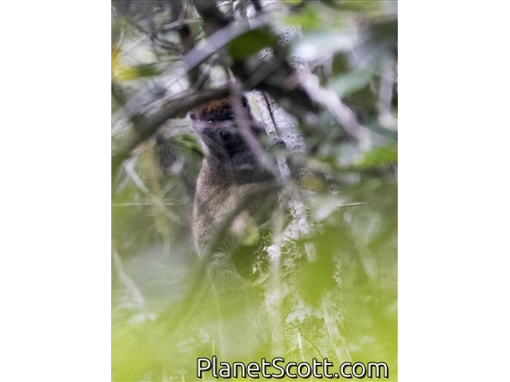 Eastern Lesser Bamboo Lemur (Hapalemur griseus)