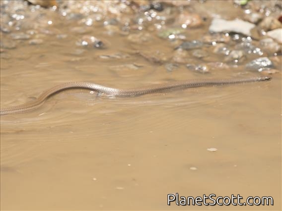 Forest Water Snake (Thamnosophis infrasignatus)