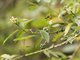 Malagasy White-eye (Zosterops maderaspatanus)