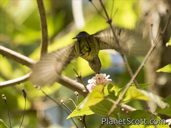 Souimanga Sunbird (Cinnyris sovimanga)
