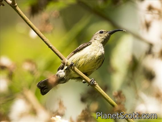 Souimanga Sunbird (Cinnyris sovimanga) - Female