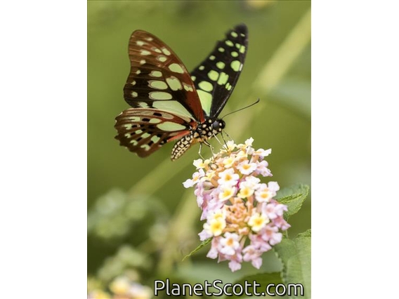 Red-veined Swallowtail (Graphium cyrnus)