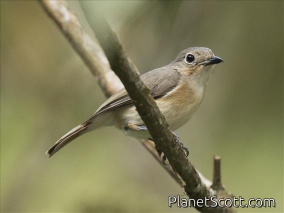 Red-tailed Vanga (Calicalicus madagascariensis)