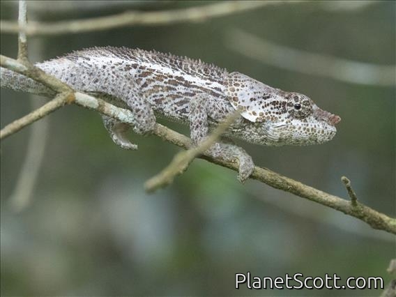 Short-horned Chameleon (Calumma brevicorne)