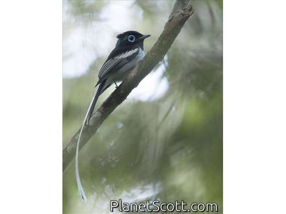 Madagascar Paradise-Flycatcher (Terpsiphone mutata) - White Morph