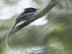 Malagasy Paradise-Flycatcher (Terpsiphone mutata)