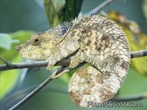 Short-horned Chameleon (Calumma brevicorne)