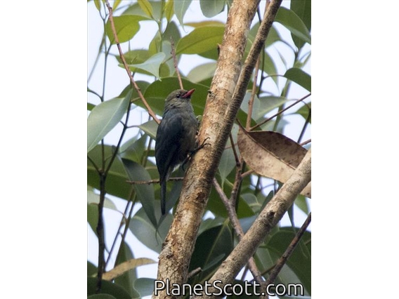 Nuthatch Vanga (Hypositta corallirostris)